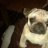 mopsrocky