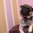 PugMan10